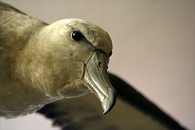 Albatros